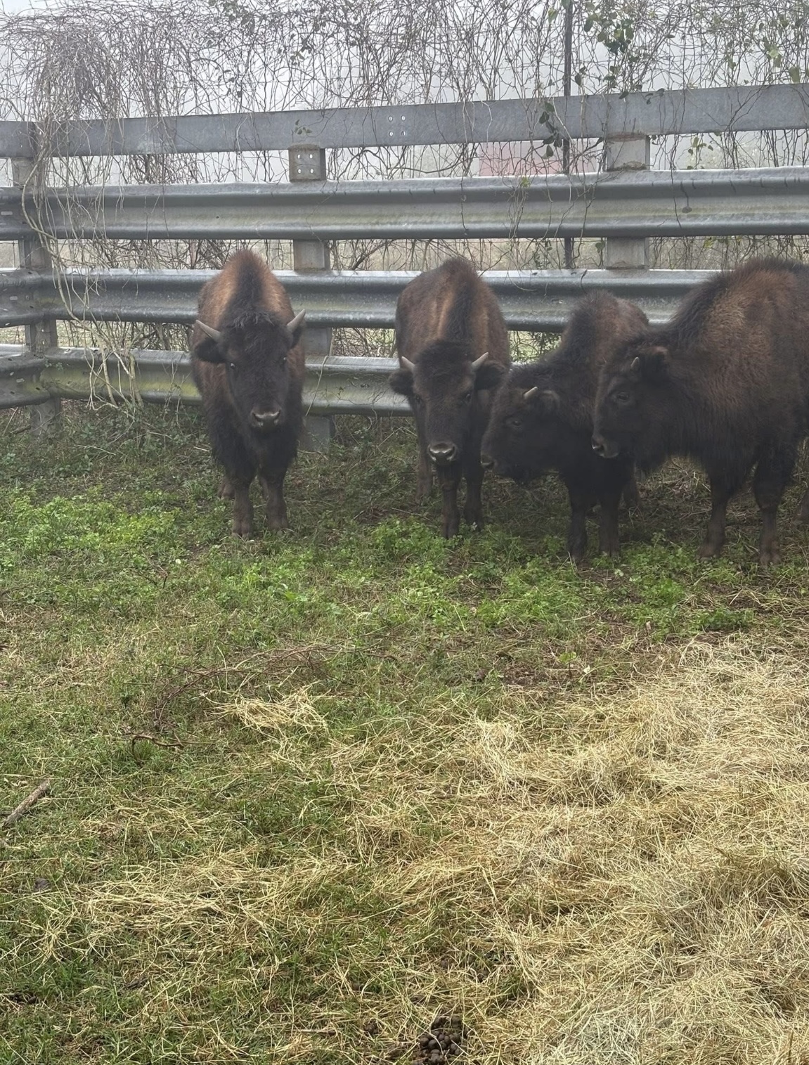 Young bison gathered along a heavy pipe fence