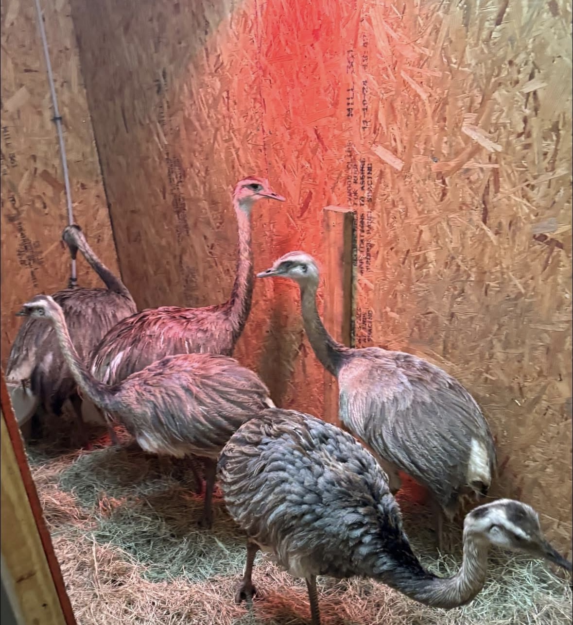 Group of rheas in a heated holding pen