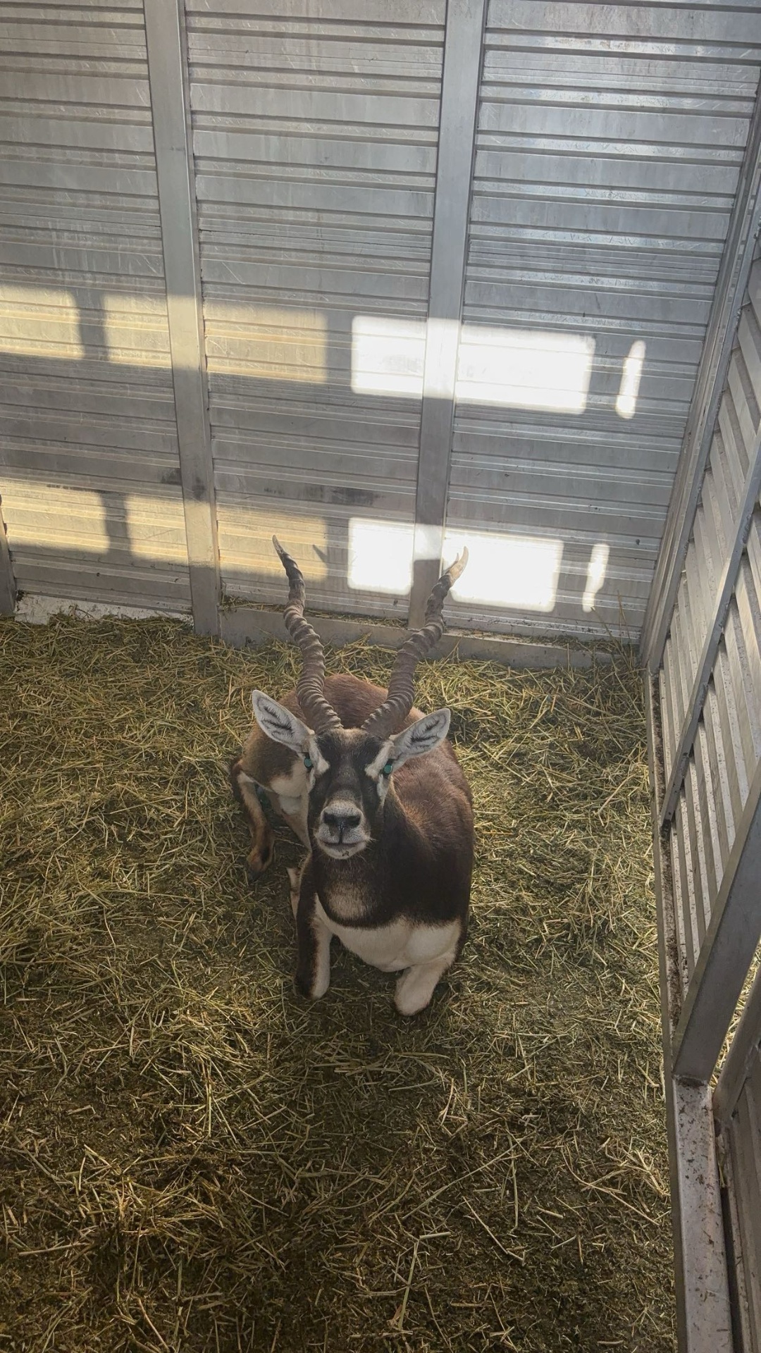 Blackbuck antelope with spiraled horns in a holding pen