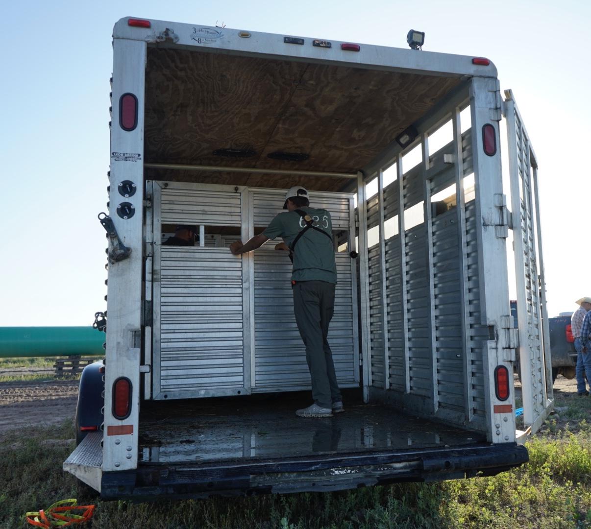 635 Exotics crew member loading the stock trailer in the field