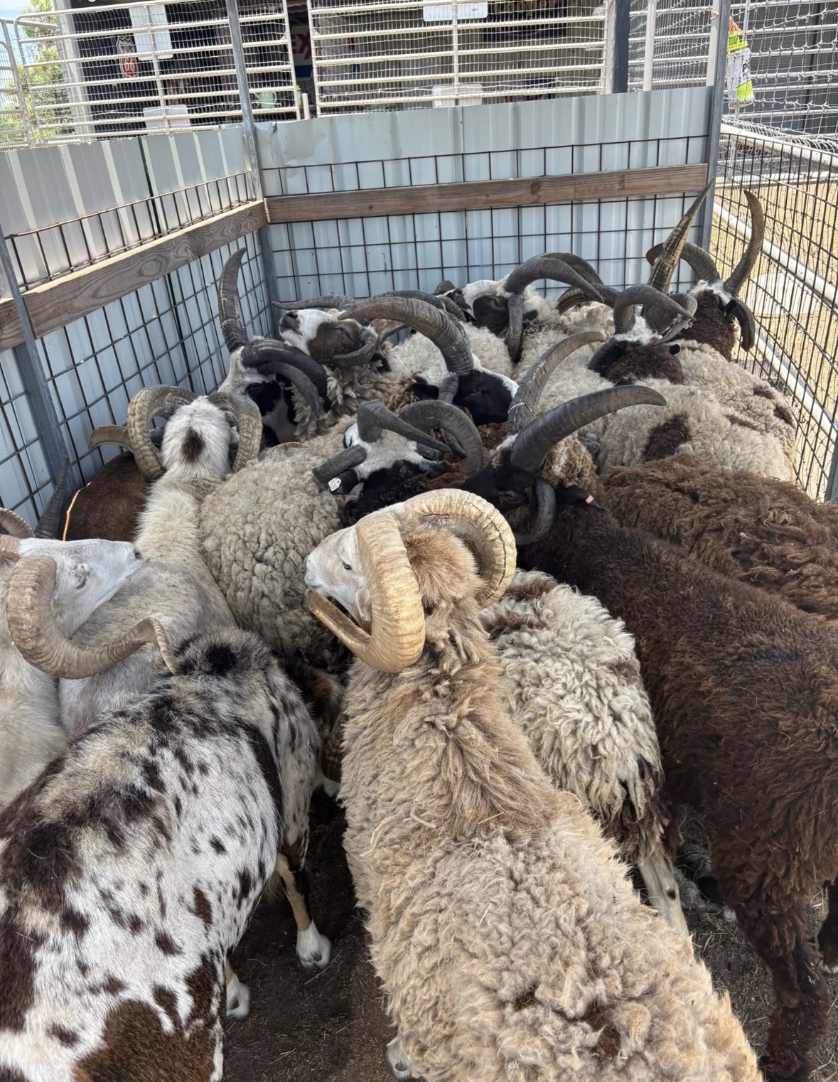 Group of Jacob four-horned sheep penned together