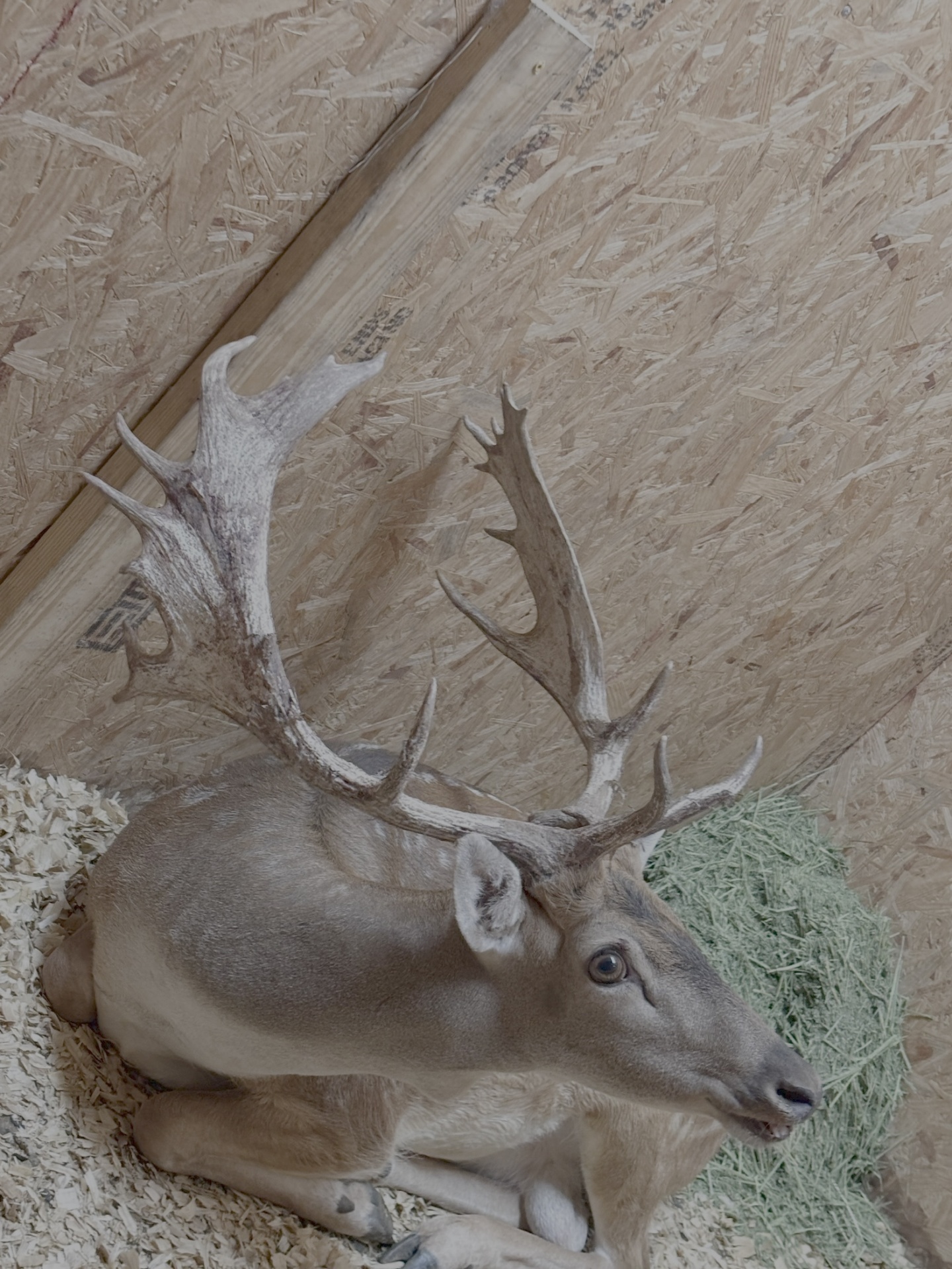 Heavy-palmated fallow buck resting in the holding pen