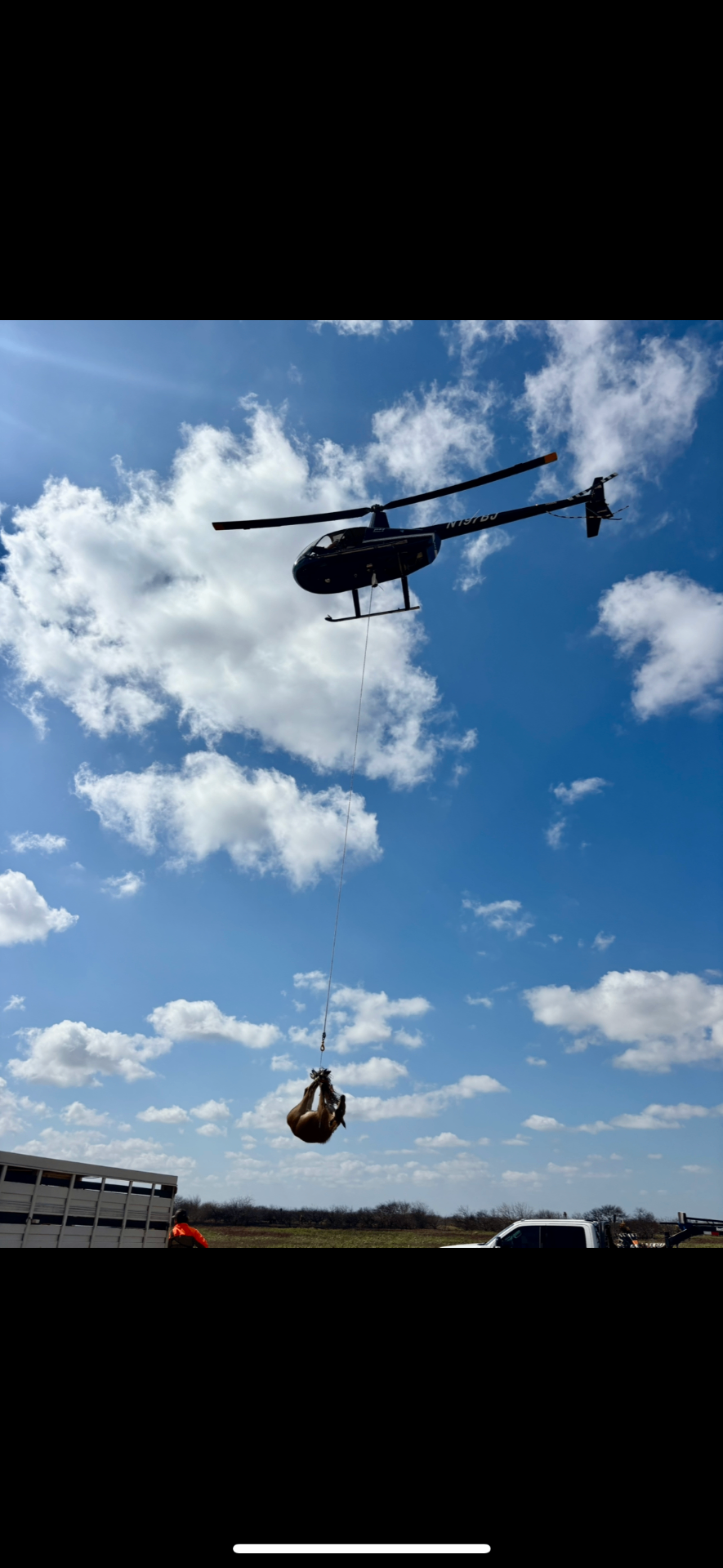 Helicopter sling-lifting an exotic animal to a waiting trailer