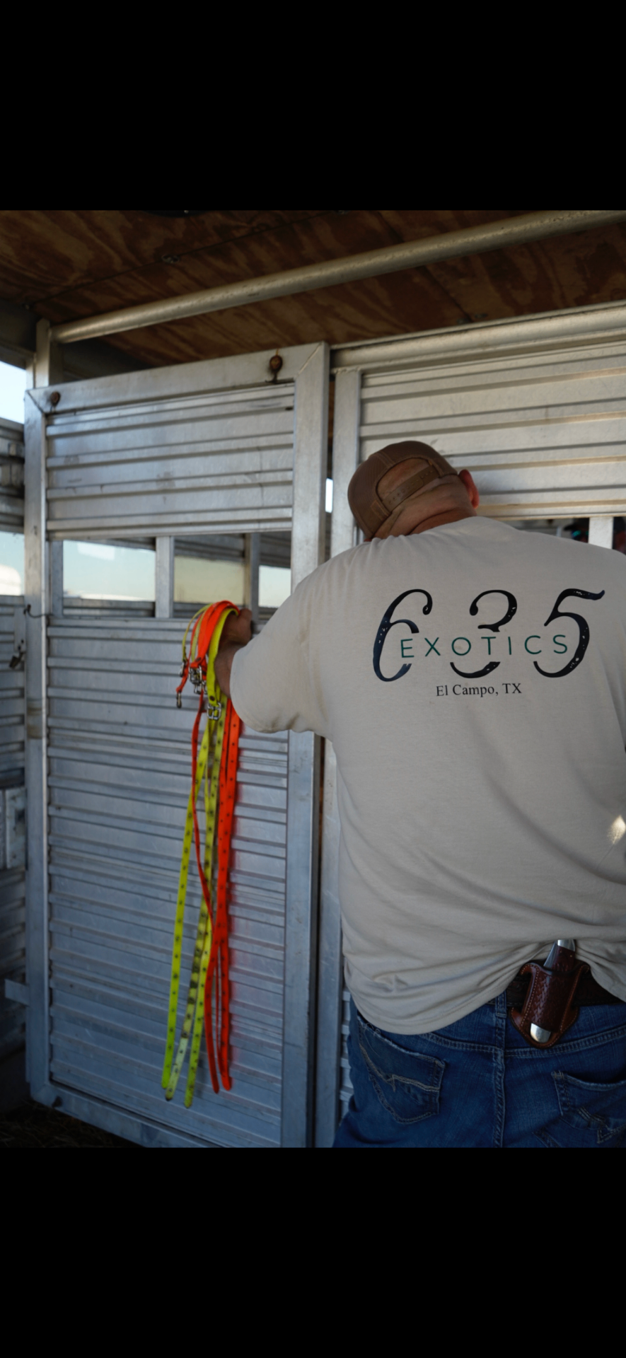 635 Exotics crew member hanging halters inside the trailer
