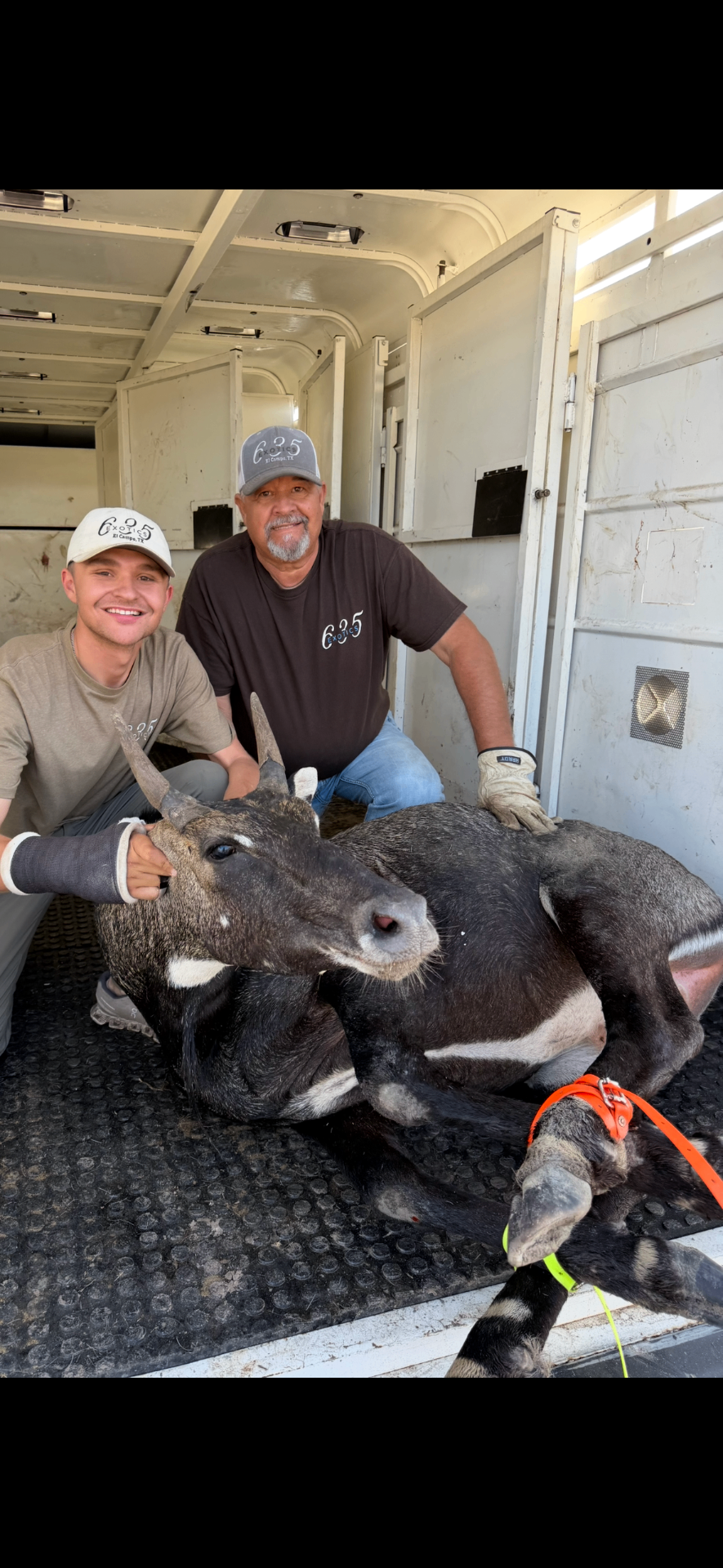 635 Exotics crew with a hobbled nilgai bull loaded in the trailer