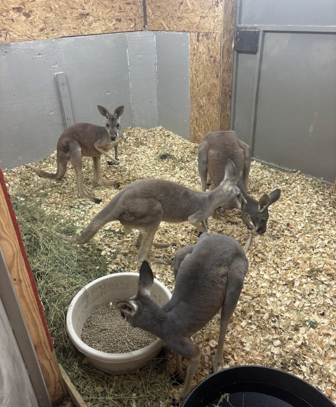 Red kangaroos in a holding pen with fresh bedding and feed
