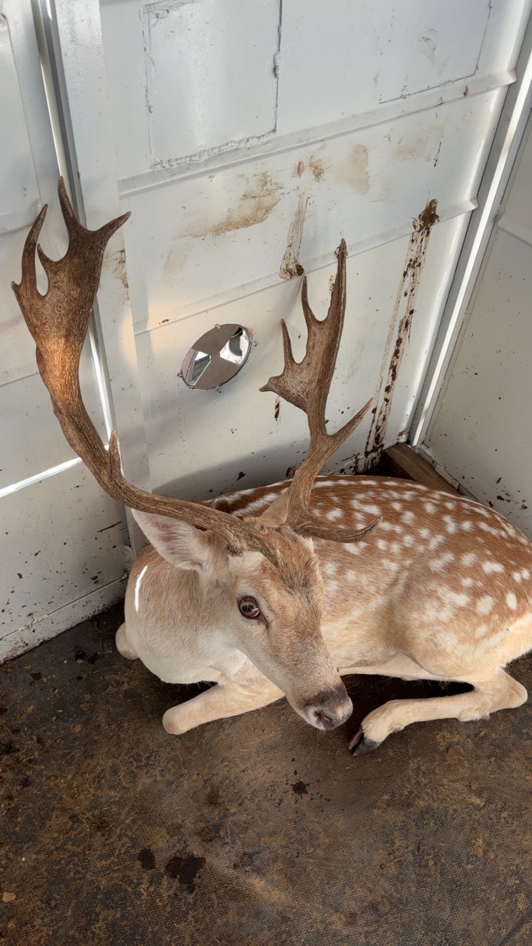 Fallow buck with palmated antlers resting in the transport trailer