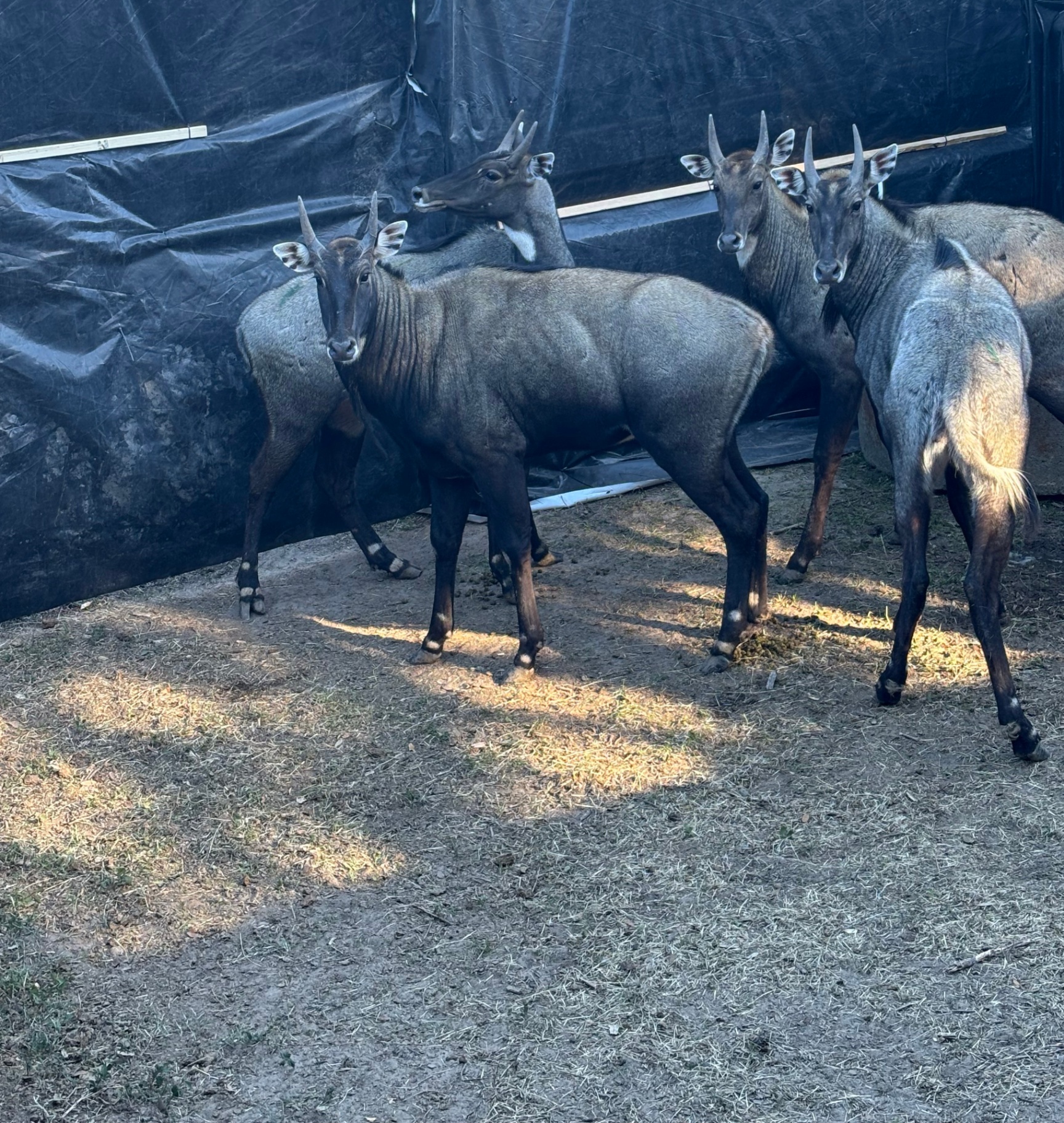 Four nilgai bulls inside a tarped holding pen after capture