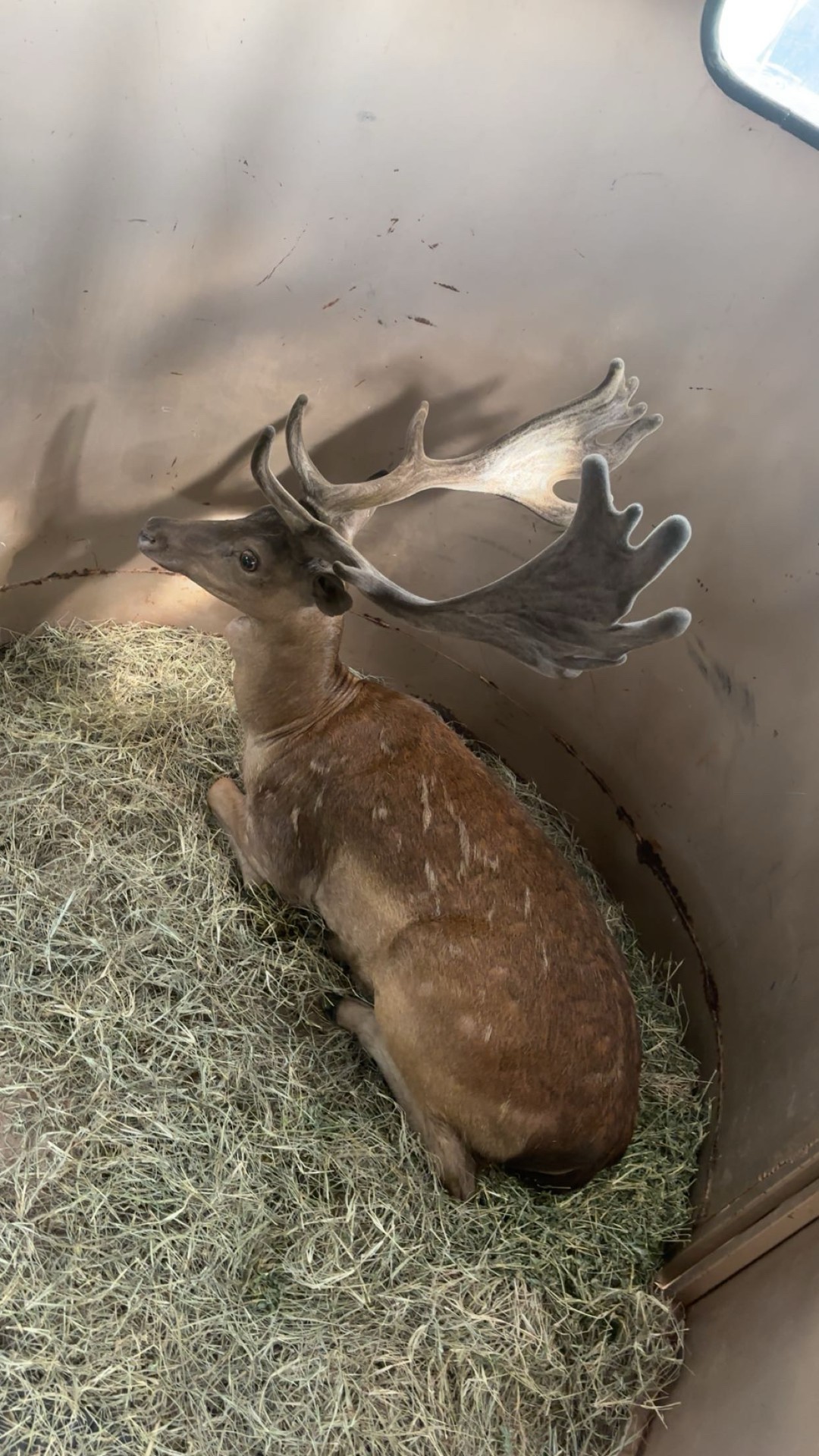 Heavy-palmated fallow buck bedded down in the transport trailer