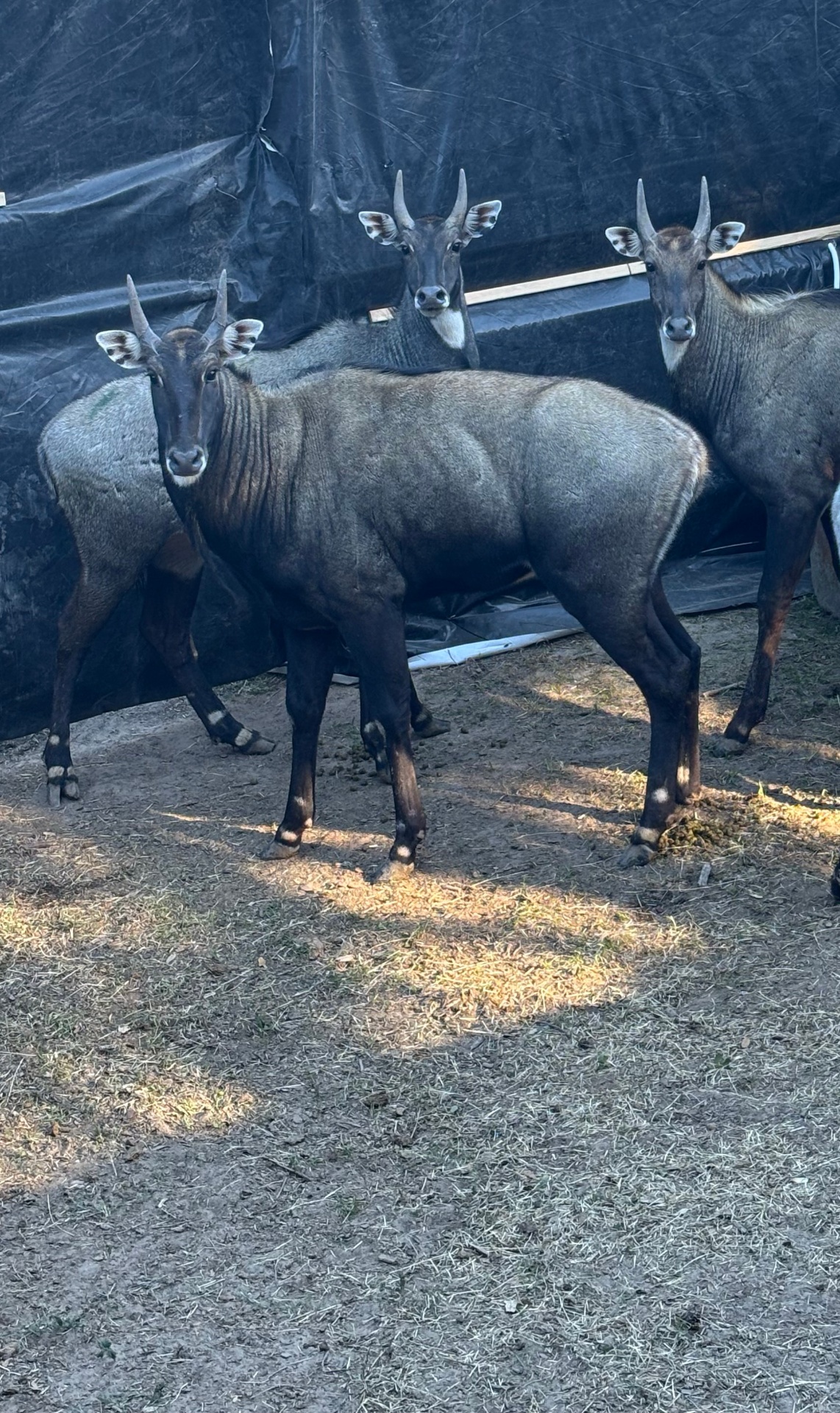 Three young nilgai bulls in a holding pen