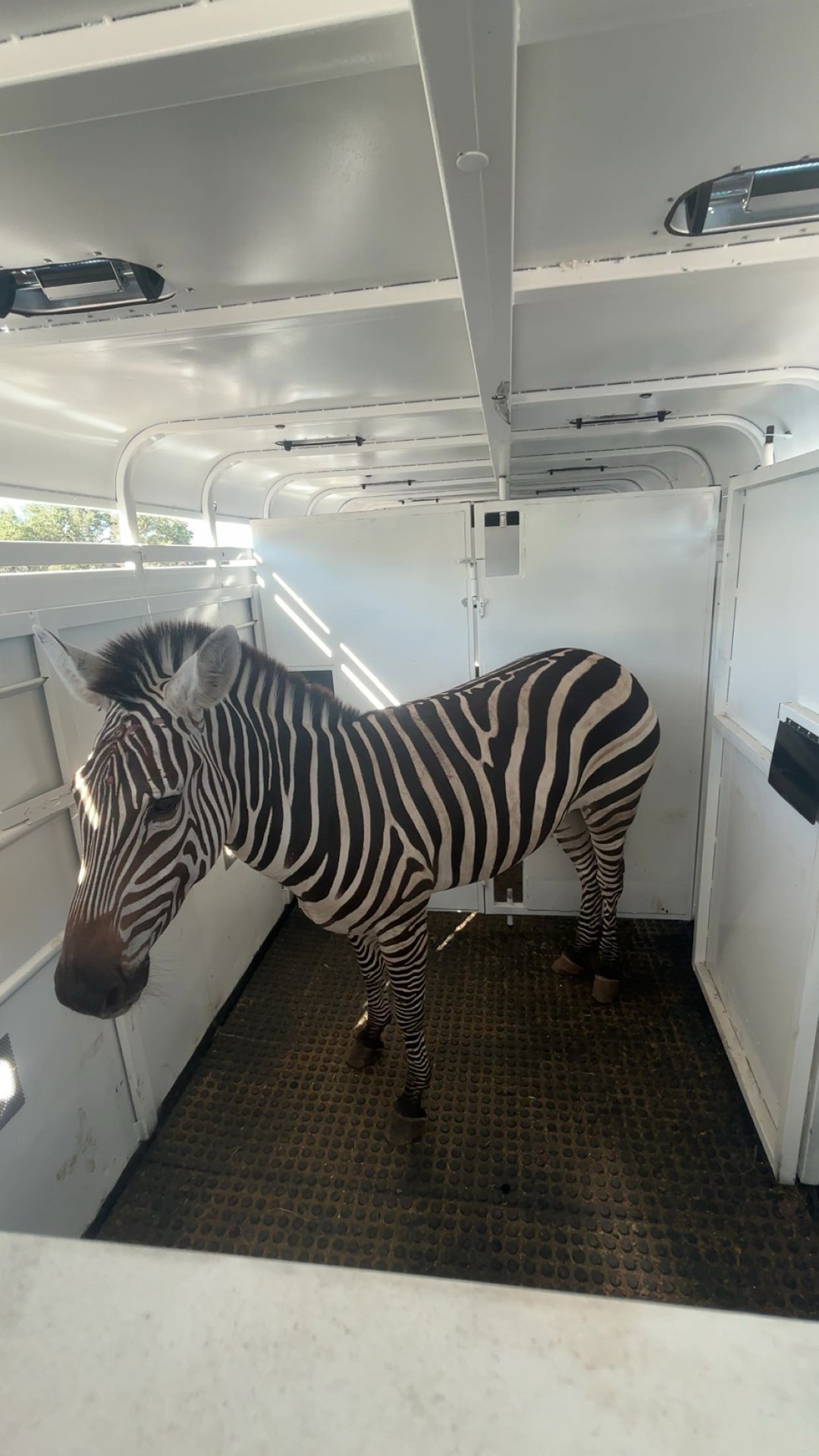 Zebra standing calmly inside the transport trailer
