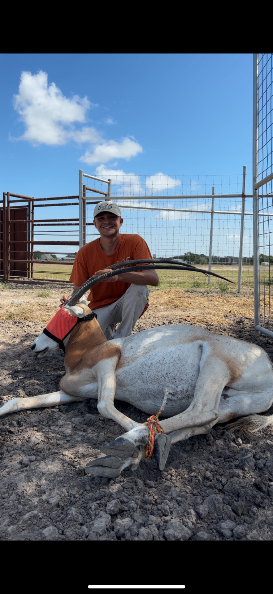 Hooded scimitar oryx resting in the holding pen after capture